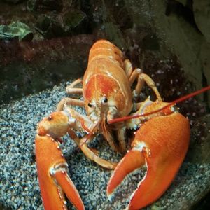 Meet your Posher, Sean